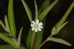 Flowering spurge